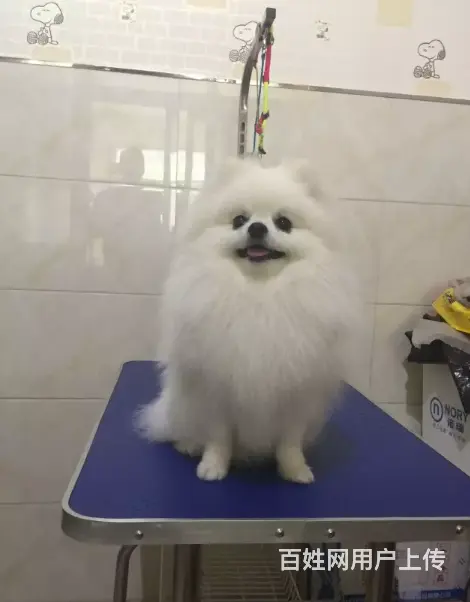 秦皇岛哪里有卖博美的 博美犬价格 博美犬图片 - 图片 11
