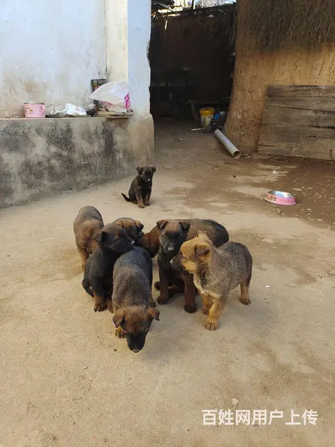 40天小马犬出售300元 - 图片 1