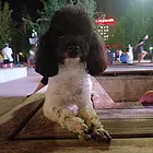 黑白花泰迪