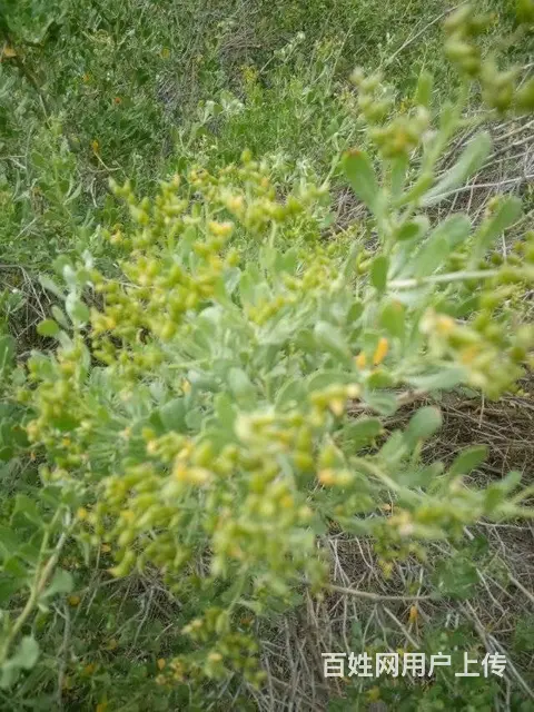 新疆白刺果种植基地 白刺果种子市场价格 人工种植白 - 图片 2