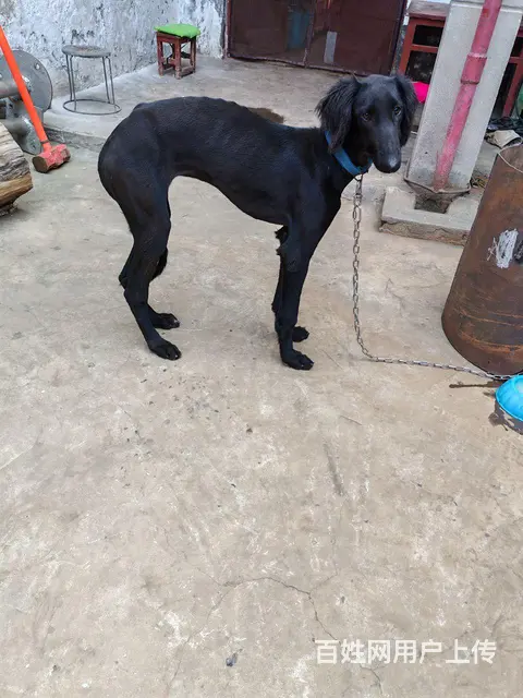 陕西细犬四个月母 - 图片 3