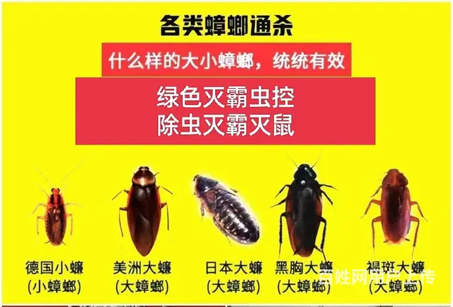 专业上门除虫公司 除四害 灭蟑螂 灭鼠 灭蚊蝇 - 图片 6