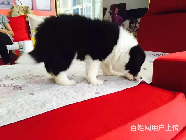 辽阳哪卖边牧，哪有边牧，谁家的边牧靠谱 - 图片 3