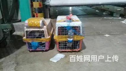 常州值得选择的猫咪狗狗快递哪几点比较重要？ - 图片 2
