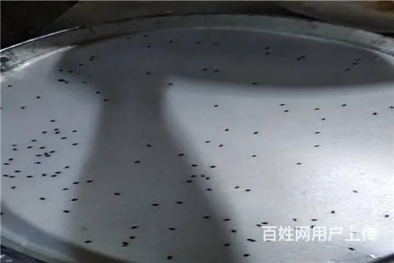 七彩果蔬凉皮小吃技术培训 凉皮技术哪里教学 - 图片 1
