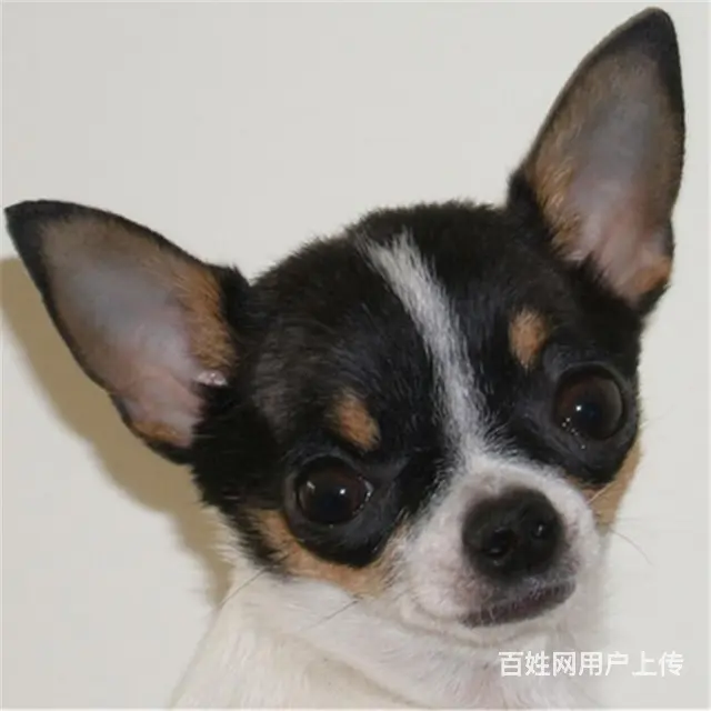扬州上哪可以看到吉娃娃犬舍，吉娃娃犬舍地址位置 - 图片 6