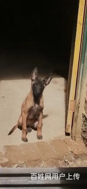 部队军犬，马犬出售 - 图片 4