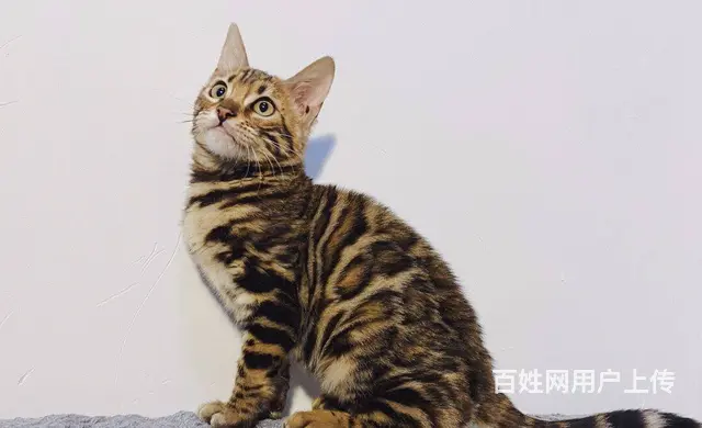 徐州出售纯种孟加拉豹猫 豹猫图片纯种豹猫多少钱 - 图片 3