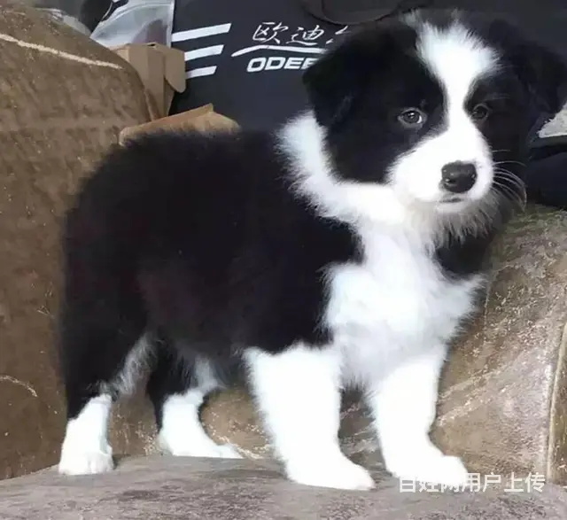 哪里有边境牧羊犬 边牧多少钱一只 纯种边牧多少钱 - 图片 8