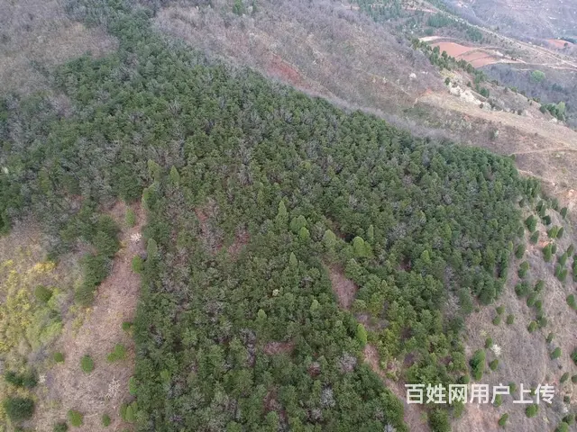 灵宝朱阳斜沟松林整体转让或出售原木 - 图片 2