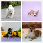 滨州犬舍地址买狗选放心