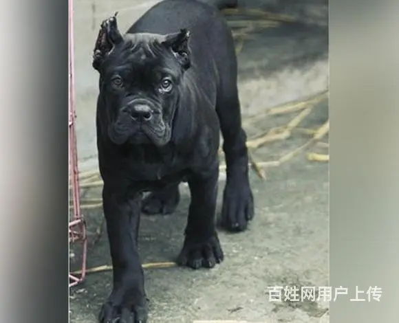 六安哪卖卡斯罗，哪有卡斯罗，谁家的卡斯罗靠谱 - 图片 9
