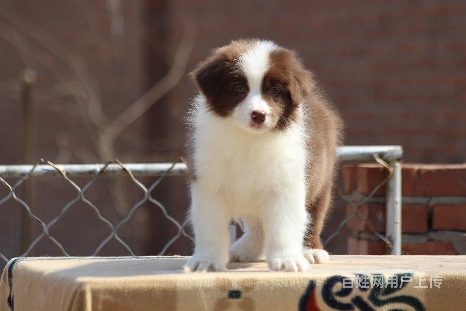 精品边境牧羊犬,包纯种,包三个月退换