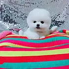 精品博美犬出售 包疫苗 价格好商量