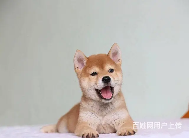 出售纯种柴犬 黑柴 豆柴 精品包子脸 品相完美包邮 - 图片 3