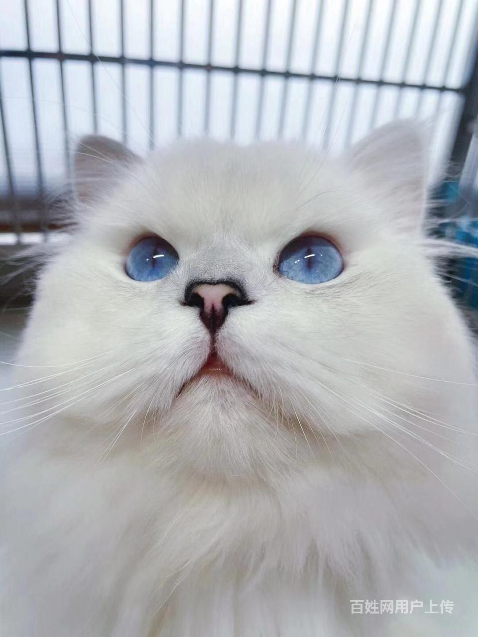 长毛银点种公借配