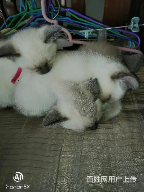 暹罗蓝重点猫 - 图片 2