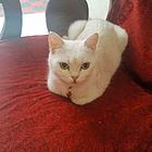 虎斑小猫咪