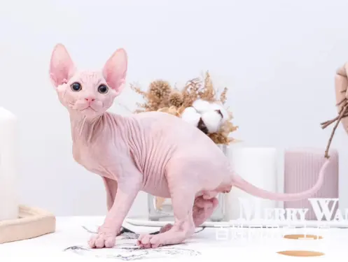 常州出售自家繁殖纯种无毛猫 斯芬克斯猫 保健康 - 图片 6