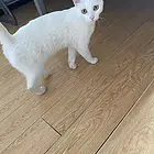 出售白猫
