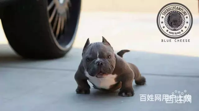 宿迁洛克恶霸犬舍 专业繁殖纯种恶霸 - 图片 7