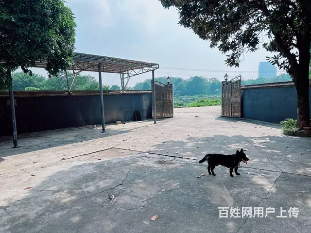 （老板本人）望城区黄桥大道让独门独院房屋带场地出租 5315 - 图片 11