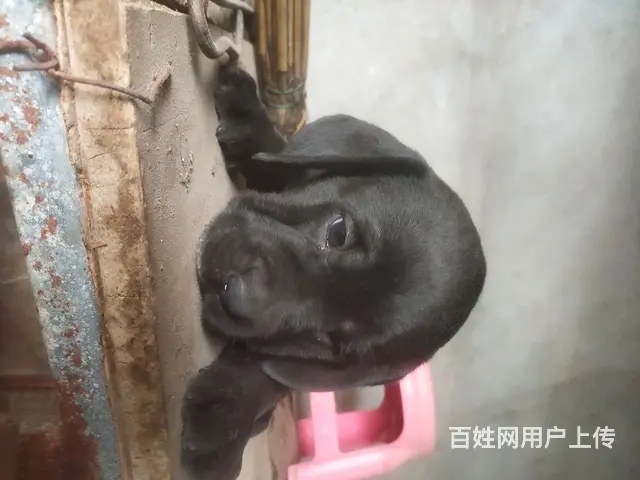 拉布拉多 - 图片 2