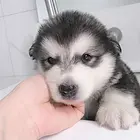 百色【*推荐】阿拉斯加犬舍‖阿拉斯加养殖场