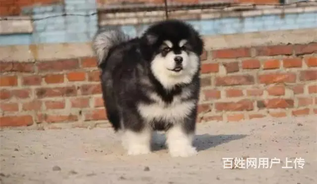 纯种熊版阿拉斯加幼犬 精品家养阿拉斯加犬出售 - 图片 1