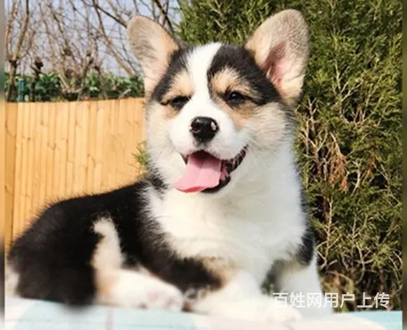 六安柯基专卖店 专门卖柯基的人 - 图片 5