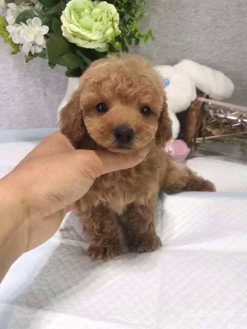 攀枝花純種泰迪犬多少錢 泰迪幼犬多少錢一隻 包純種