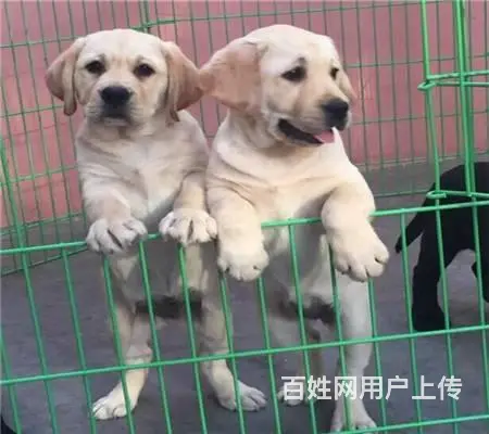 纯种拉布拉多幼犬 大骨骼, 拉布拉多 ,健康保 - 图片 1