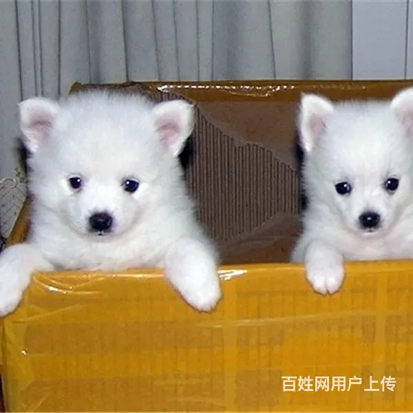 吕梁【十年老店】常年繁殖优质血统银狐幼犬 - 图片 3