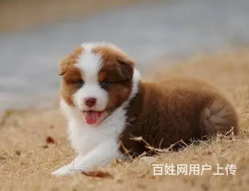 哪里有边境牧羊犬 边牧多少钱一只 纯种边牧多少钱 - 图片 6