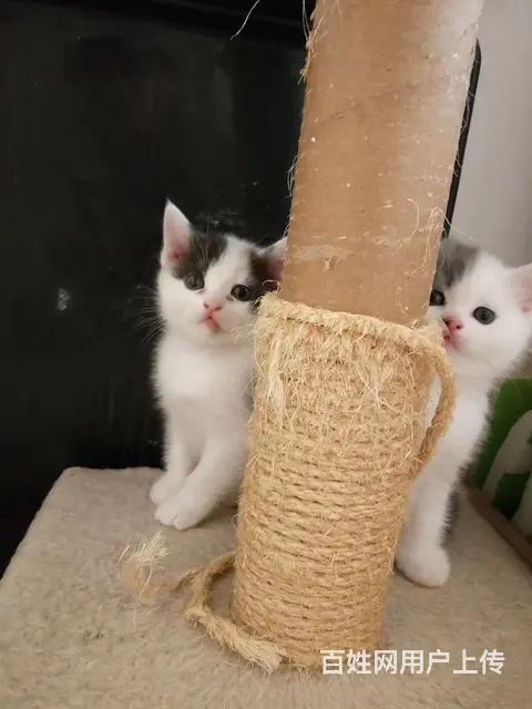 流浪猫找负责领养人 - 图片 7