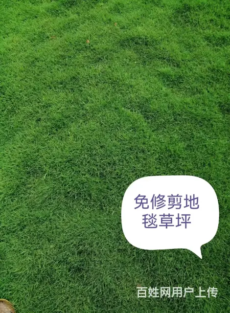 抚顺新抚顶级的草皮规格齐全 - 图片 2