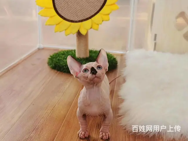 哪里有无毛猫卖的 无毛猫价格多少 疫苗齐全包健康 - 图片 1