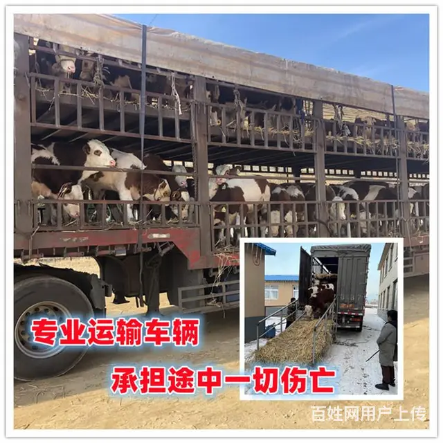 400多斤 西门塔尔牛大母牛 的价钱 - 图片 1