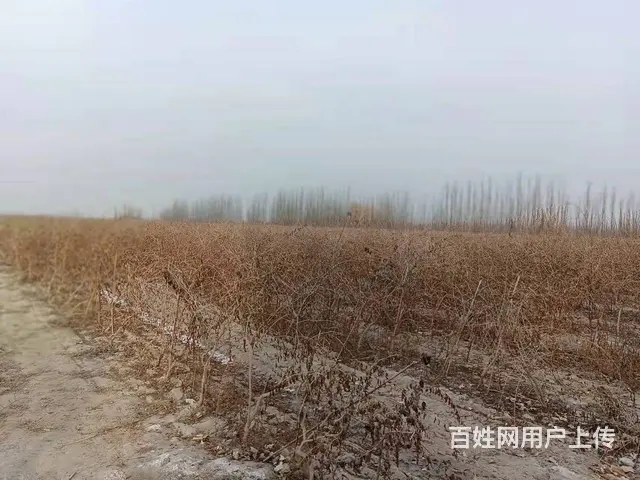 B个人一库尔楚土地对外出售 - 图片 1