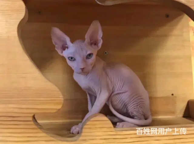哪里有纯种英短蓝猫 无病无癣包健康疫苗已做保健 - 图片 3