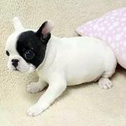 三明有什么靠谱的法斗犬舍推荐吗