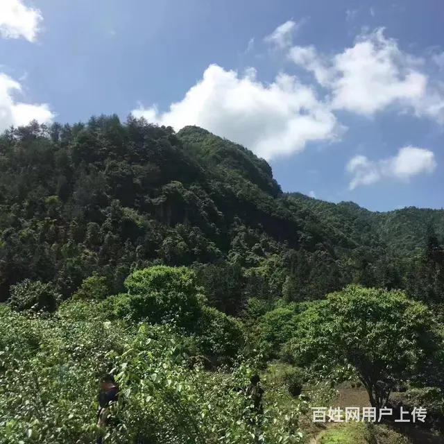 （极 致）武义大溪口的承包土地欲转让经营权！接手即可营业 - 图片 2