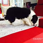 吕梁哪里卖卡斯罗狗狗【卡斯罗犬舍】地址