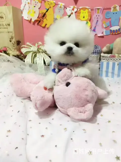 博美犬舍，博美多少钱一只 博美价格 包纯包健康 - 图片 5