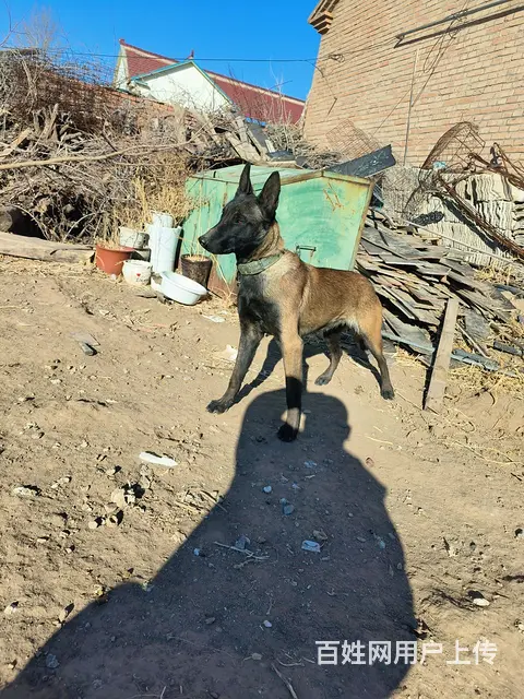 马犬 - 图片 1