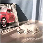 浙江嘉兴双血统虎斑德文猫哪里买