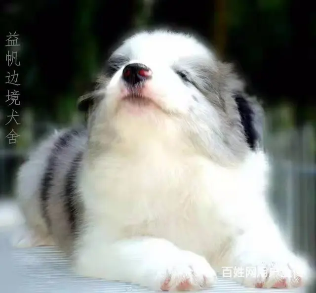 出售  纯种边牧宝宝 - 图片 8
