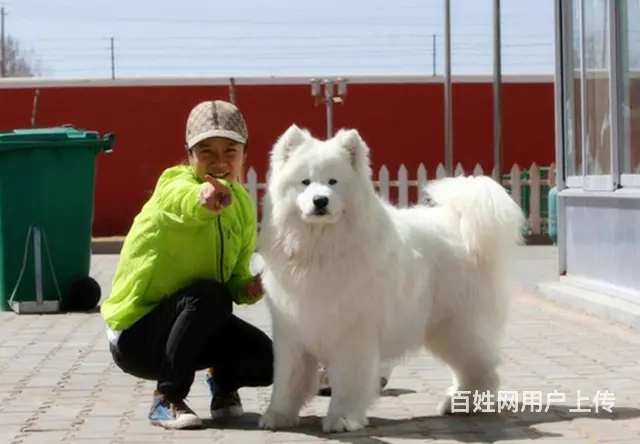 出售萨摩耶 家养萨摩 保健康 终身质保 - 图片 4