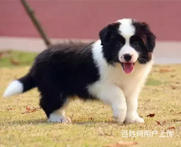 安康哪儿有纯种边牧出生，纯种边牧价位表的图片