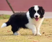 内江【边牧犬舍】地址 边牧一般价位